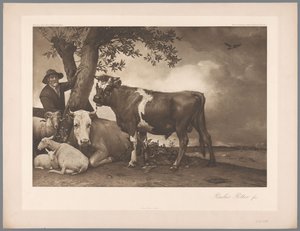 保卢斯-波特的油画《公牛》的摄影再现，莫里茨美术馆收藏
1904 - No./ Königl.海牙博物馆（系列名称） 作者 里法斯和西。迈森巴赫