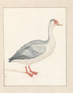 鹅向右转 作者 约翰·泰勒