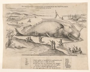 安特卫普附近搁浅的鲸鱼，1577 年
Waerachtich conterfeytsel en afmetinghe van dese[n] walvisch, ghevanghe[n] den 2 Juli 1577（标题见实物） 作者 无名氏