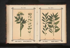 当归和百里香 Angelica silvestris L. Erythraea Centaurium Pers（物体上的标题） 作者 无名氏
