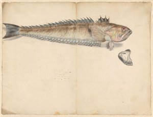 大织布鸟（Trachinus draco） 作者 无名氏