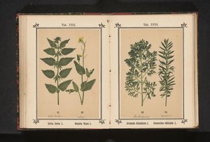 大荨麻和油菜
荨麻（Urtica dioica L.） 油菜（Brassica Napus L.） （标题见实物 作者 J·科塞尔