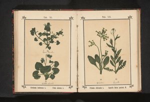 金色报春花和牧人荷包
Primula officinalis L. Capsella Bursa pastoris M.（物体上的标题） 作者 无名氏
