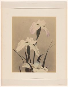 鸢尾花 作者 无名氏