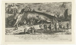 1598 年 Berckhey 附近搁浅的鲸鱼作为 1601 年安科纳附近鲸鱼的复制品
Ritratto d