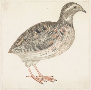 鹌鹑 作者 约翰·泰勒