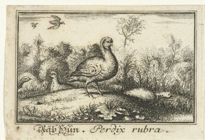 鹧鸪的风景
Räb Hun, Perdix rubra.(物品上的标题） 作者 无名氏