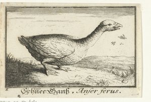 大雁的风景
Schnee 鹅，Anfer ferus。(物体上的标题） 作者 阿尔伯特·弗拉芒（Albert Flemish）