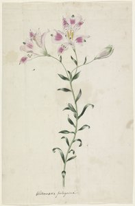 百合（Alstromaria Pelegrina） 作者 无名氏