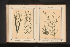 Ogentroost en wilde cichorei
Euphrasia officinalis L. Cichorium Intybus L.（物体上的标题） 作者 J·科塞尔