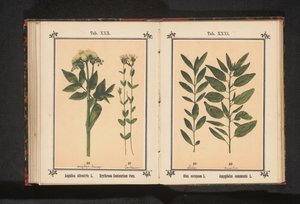 橄榄枝和杏仁枝
Olea europaea L. Amygdalus communis L. （物体上的标题） 作者 无名氏