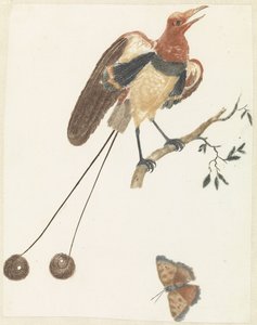天堂鸟和蝴蝶 作者 约翰·泰勒