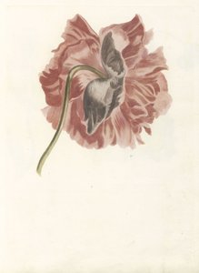 牡丹 作者 约翰·泰勒