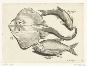 鳐鱼、鳊鱼和白鲑
Libelivs varia Genera piscium complectens（系列名称）
淡水鱼、海水鱼、蛙、甲壳类和海洋生物（系列名称） 作者 无名氏