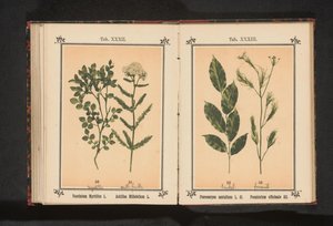 紫檀和茴香药草 紫檀 Pterocarpus santalinus L. fil. Foeniculum officinale Al..（物体上的标题） 作者 无名氏