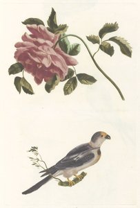 Rose and Parakeet 作者 无名氏