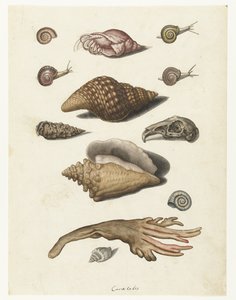 贝类、海藻、蜗牛和兔子头骨
Caracoles（物品上的标题）
伦巴第相册（系列名称） 作者 无名氏