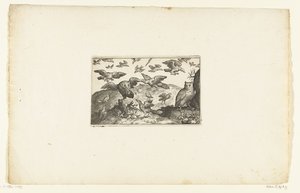 站立的猫头鹰和被鸟围攻的猫头鹰
Volatilium varii generis（......）（系列名称） 作者 尼古拉斯·德·布鲁因
