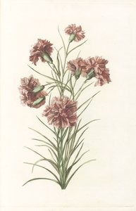 六朵康乃馨的茎 作者 约翰·泰勒