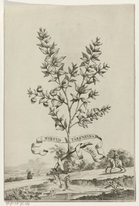Tak Myrtus Tarentina
Myrtus Tarentina 媒体（物体上的标题） 作者 彼得·范德阿 (I)