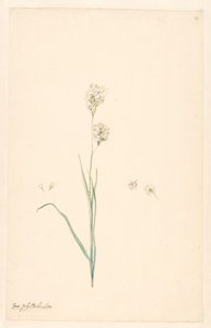 Ixia polystachya 分支与雌蕊和花的细节 作者 无名氏
