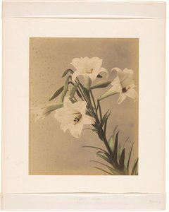 日本樱花枝条 作者 无名氏