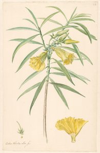 黄色花朵（百合花的一种）的枝干，有雌蕊和花朵的细节 作者 无名氏