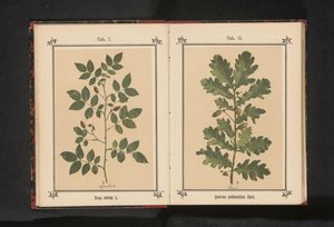 狗玫瑰的分支 Rosa canina（物体上的标题） 作者 J·科塞尔