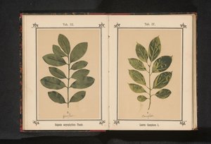 樟树树枝
Laurus camphora L.（物体上的标题） 作者 无名氏