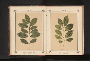 丁香树枝
Eugenia caryophyllata Thunb. 作者 J·科塞尔