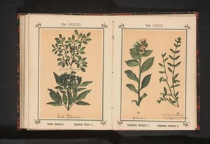 黑刺李和接骨木的枝条
Prunus spinosa L. Sumbucus Ebulus L.（物体上的标题） 作者 无名氏