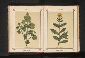 冬青树枝
Althaea rosea Cav.（物体上的标题） 作者 无名氏