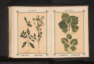 大叶椴的枝条和大叶椴的枝条
Tilia grandifolia Ehrh.Tilia parvifolia Ehrh.（物体上的标题） 作者 无名氏