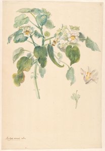 带有花蕊和花朵细节的白色猫爪草枝条 作者 无名氏