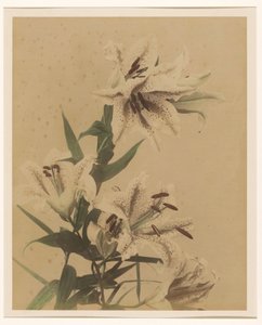 虎百合 作者 无名氏