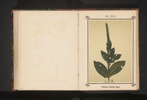 托尔茨 Verbascum Schraderi Meyer（物体上的标题） 作者 无名氏
