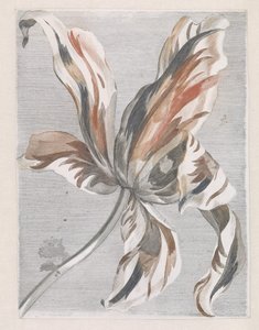 Tulp 作者 约翰·泰勒