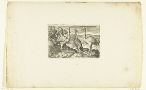 冠鹤鸟两侧的两只鸵鸟
Volatilium varii generis（......）（系列名称） 作者 尼古拉斯·德·布鲁因