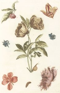 各种花朵和一只毛毛虫 作者 约翰·泰勒