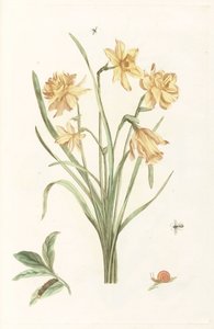 五朵水仙花 作者 无名氏