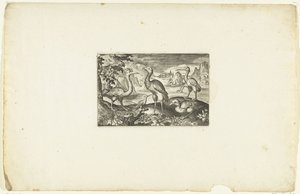 五只鸟 Volatilium v​​arii Generis (...)（系列标题） 作者 尼古拉斯·德·布鲁因