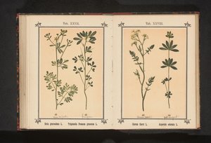 芸香和葫芦巴
Ruta graveolens L. Trigonella Foenum graecum L.（物名） 作者 无名氏