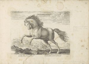 野马
Equus Liber et Incopositus（关于物品的标题）
Equile，in quo omnis generis generosissi: morum equorum ex varijs orbis partibus insignis delectus (...) （关于对象的系列标题） 作者 无名氏