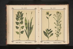 白芒草和狭叶车前草
Lamium album L. Plantago lanceolata L.（物体上的标题） 作者 无名氏