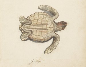 海龟 Tortugas（物体上的标题） 伦巴第专辑（系列名称） 作者 无名氏