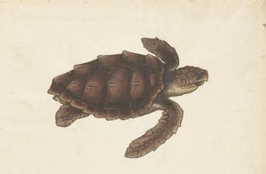 泽斯儿童垫 Tortugas - Eretmochelys imbricata / 玳瑁龟 / karetschildpad （物体上的标题） 伦巴第专辑（系列名称） 作者 无名氏