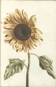 向日葵 作者 约翰·泰勒