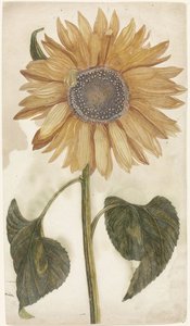 向日葵 作者 约翰·泰勒