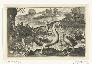 天鹅和鹅鸭
鸟类和昆虫（系列名称） 作者 尼古拉斯·德·布鲁因