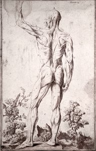 人体肌肉系统的解剖学研究（雕刻 作者 匿名匿名